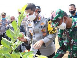 Wujudkan Ketahanan Pangan Polres Sumedang Budidaya Jambu Kristal
