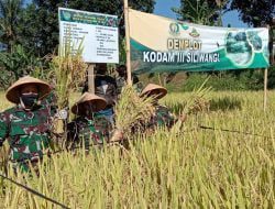 Panen Padi Lahan Demplot, Dandim Sumedang Kenalkan Bios 44