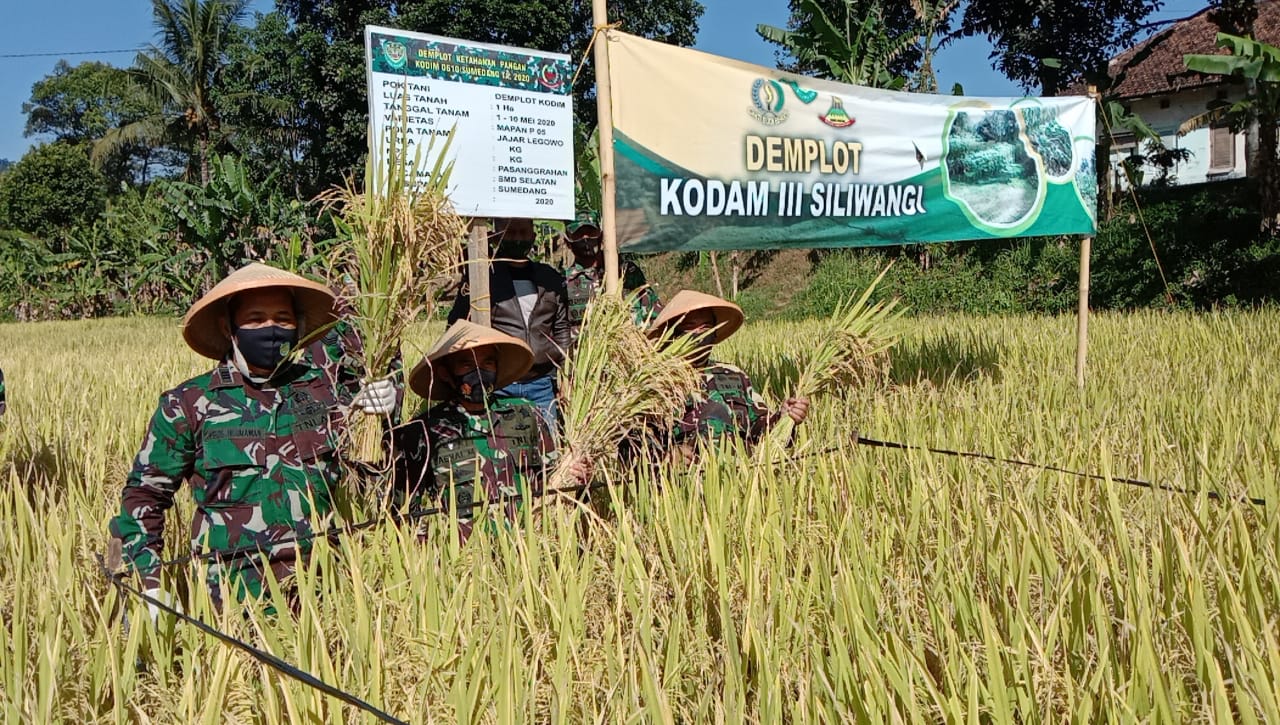 DANDIM 0610/Smd Letkol Inf. Zaenal Mustofa memanen padi di lahan Demplot Ketahanan Pangan, Kamis.