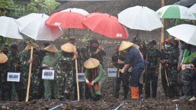 Bupati Sumedang Hadiri Penanaman Bibit Jagung Hibrida