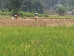 Wilayah Darmaraja Tak Bisa Buka Lahan Sawah Baru, Ini Faktornya