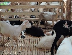 BUMDes Ranggon Optimis Raih Hasil Optimal dari Ternak Domba