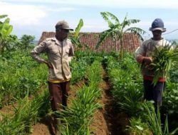 Desa Margaluyu Kembangkan Budidaya Tanaman Jahe