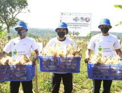 Dukung Kesejahteraan Petani Jagung, bank bjb Luncurkan KUR Petani Milenial