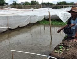 Isi Kegiatan Diwaktu Pandemi, Petani ini Ternak Ikan Lele