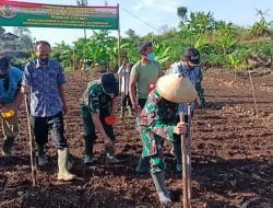 Wujudkan Ketahanan Pangan Kodim 0610 Sumedang Tanam Jagung Hibrida