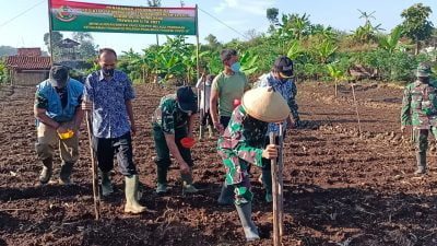 Wujudkan Ketahanan Pangan Kodim 0610 Sumedang Tanam Jagung Hibrida