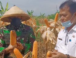 Ketahanan Pangan, Kodim 0610/Sumedang Panen Jagung Hibrida