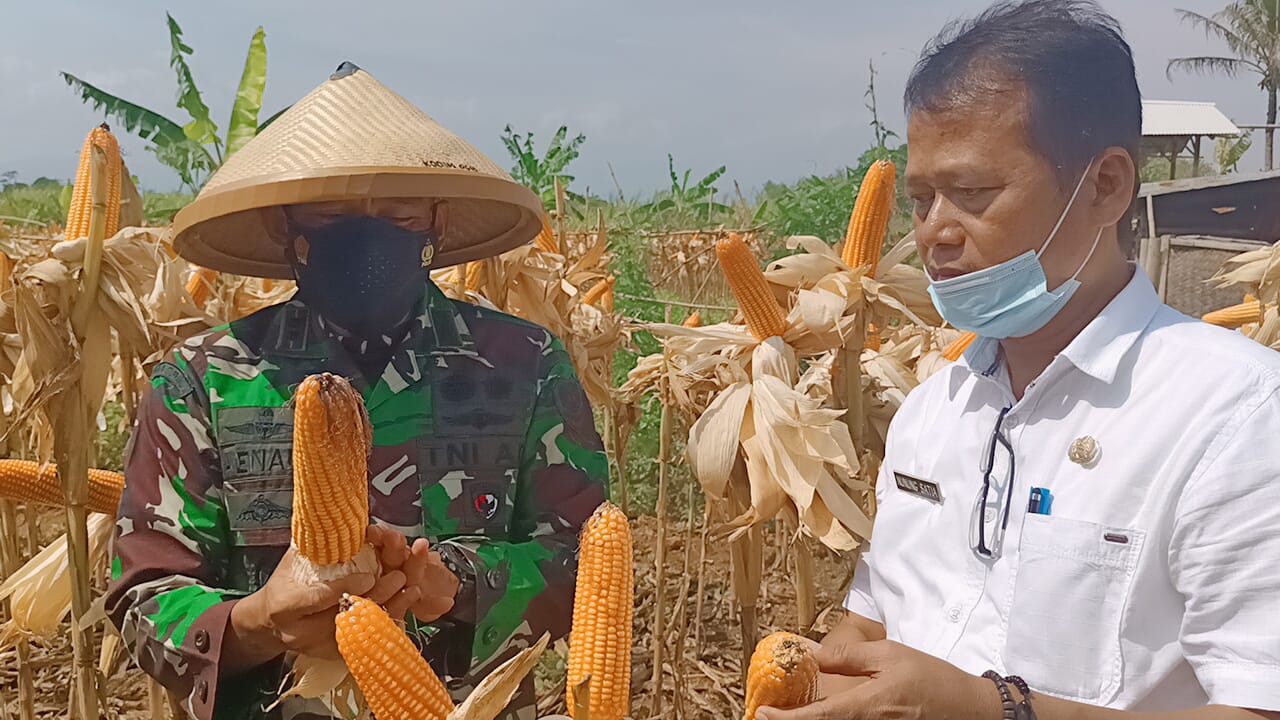 Kodim 0610/Sumedang Panen Jagung Hibrida
