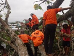 Akar Lapuk, Pohon Berusia Puluhan Tahun Tumbang Timpa 4 Rumah di Sumedang