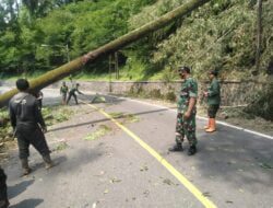 Anggota Koramil Tanjungsari Bantu Penebangan Pohon Rawan Tumbang di Jalan Nasional