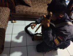 Heboh Ular Kobra Melilit Anak Saat Tidur di Sumedang, Ini Amalan Doa Pengusir Ular Kobra