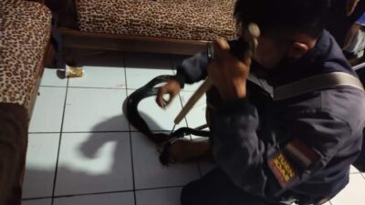 Heboh Ular Kobra Melilit Anak Saat Tidur di Sumedang, Ini Amalan Doa Pengusir Ular Kobra