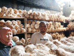 “JAMBROS” Keripik Jamur Asli Sumedang Yang Rasanya Makyos