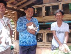 Irham CS Sumringah, Ternak Kelinci Pedaging Kelompoknya Disupport Pemdes Cicarimanah Sumedang
