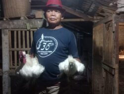 Berawal dari Hobinya Terhadap Ayam Hias, Kepala Sekolah di Darmaraja Sumedang ini Hasilkan Cuan Jutaan Rupiah