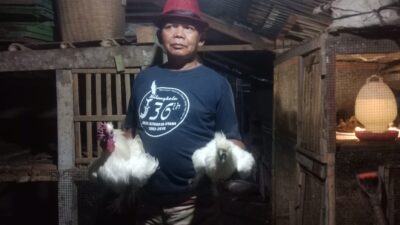 Ternak Ayam Hias