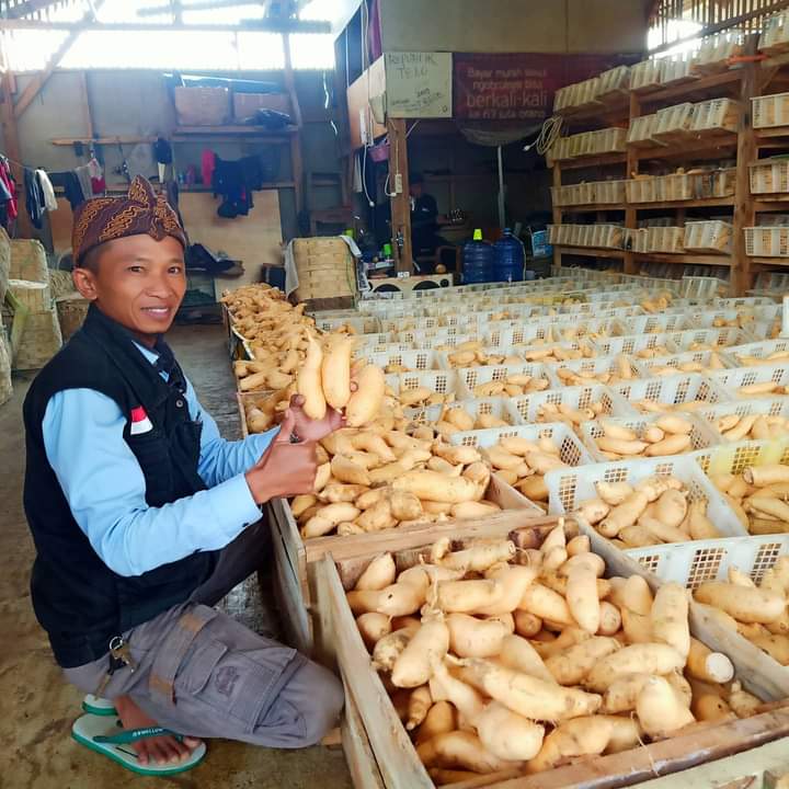 IST UBI Cilembu asli hanya dijual di dekat jalan menuju kantor Desa Cilembu Kecamatan Pamulihan Kabupaten Sumedang.