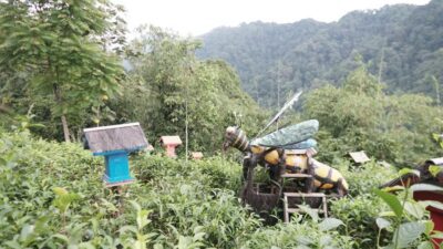 Menengok Wisata Budidaya Madu Teuweul Mang Ewok di Perkebunan Teh Margawindu Sumedang