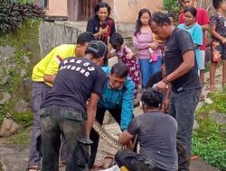 Geger, Ular Sanca Sepanjang 5 Meter dengan Berat 15 Kg Ditemukan Warga di Selokan