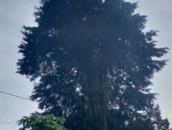 Menjulang Tinggi, Tak Sembarang Orang Bisa Memotong Ranting Beringin di Makam Keramat Sumedang Ini