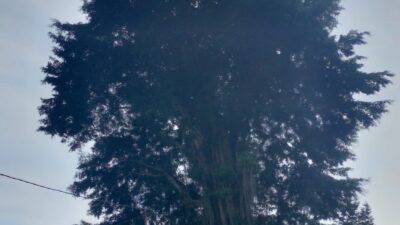 Menjulang Tinggi, Tak Sembarang Orang Bisa Memotong Ranting Beringin di Makam Keramat Sumedang Ini