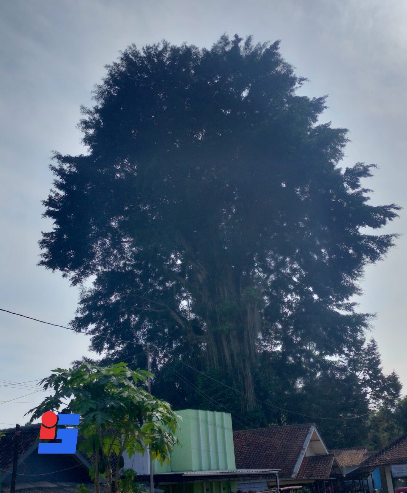 Pohon Beringin