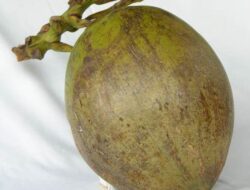 Cerita warga Sumedang yang Bikin Merinding, Dikira Buah Kelapa Padahal Hantu Kepala Buntung
