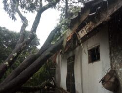 Hujan Disertai Angin Kencang, Pohon Tumbang Timpa Rumah di Cimanintin Sumedang