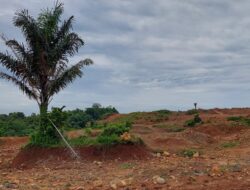 Cerita Pohon Aren Bertuah di Sumedang, Pernah Telan Korban Nyawa Saat Akan Dipindahkan