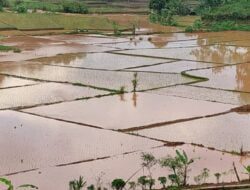 Saluran Air Jebol, Hektaran Sawah di Desa Mulyasari Sumedang Terendam Banjir