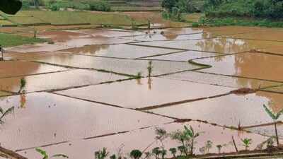 Saluran Air Jebol, Hektaran Sawah di Desa Mulyasari Sumedang Terendam Banjir