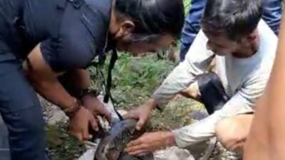 Masuk ke Saluran Air Masjid, Ular Sanca Sepanjang 5 Meter Hebohkan Warga di Sumedang