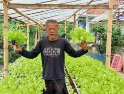 Geluti Hidroponik, Tukang Sayur di Sumedang Ini, Sekarang Kebanjiran Order