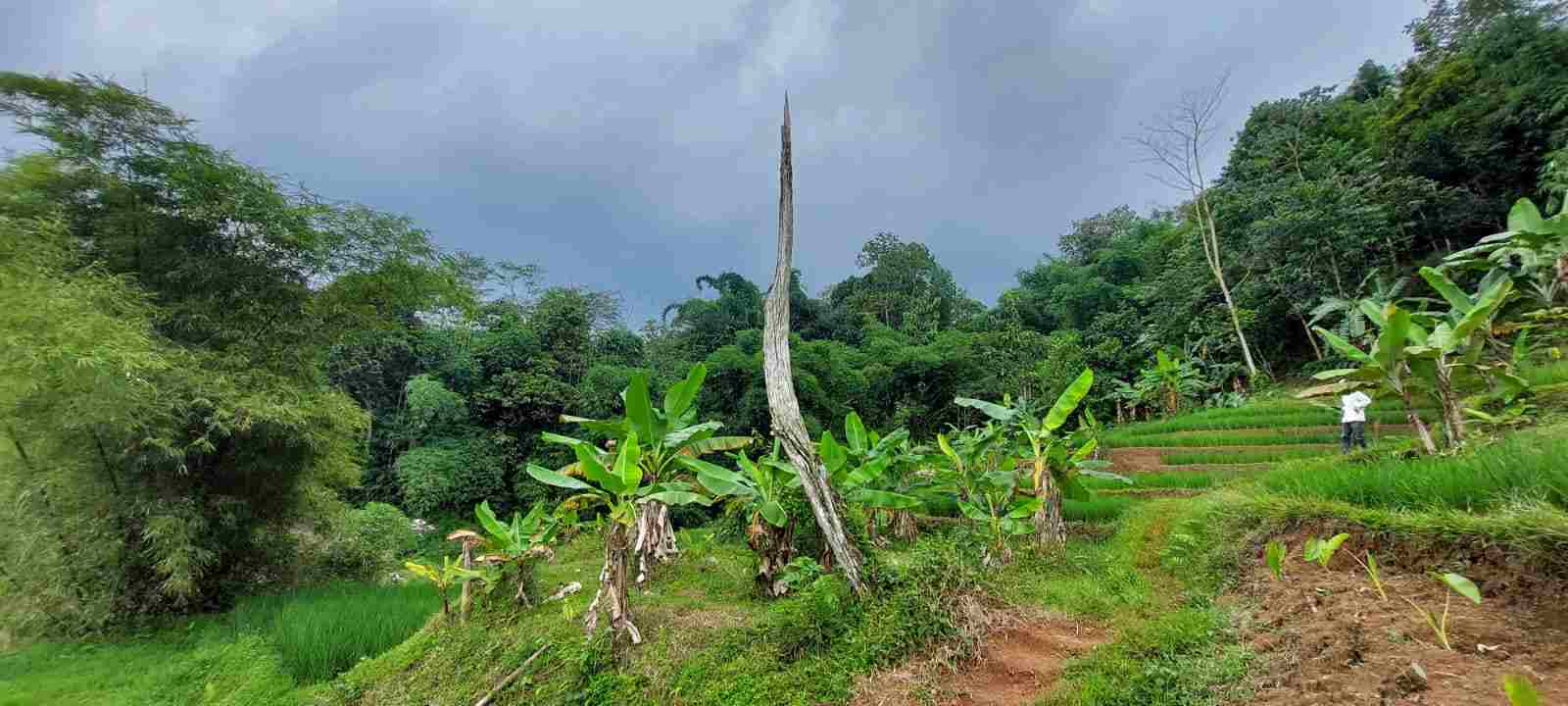 pohon bungur