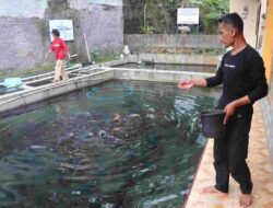 Memancing Untung dari Budidaya Ikan Dewa Ala Putra Sumedang