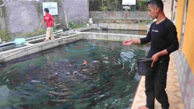 Memancing Untung dari Budidaya Ikan Dewa Ala Putra Sumedang