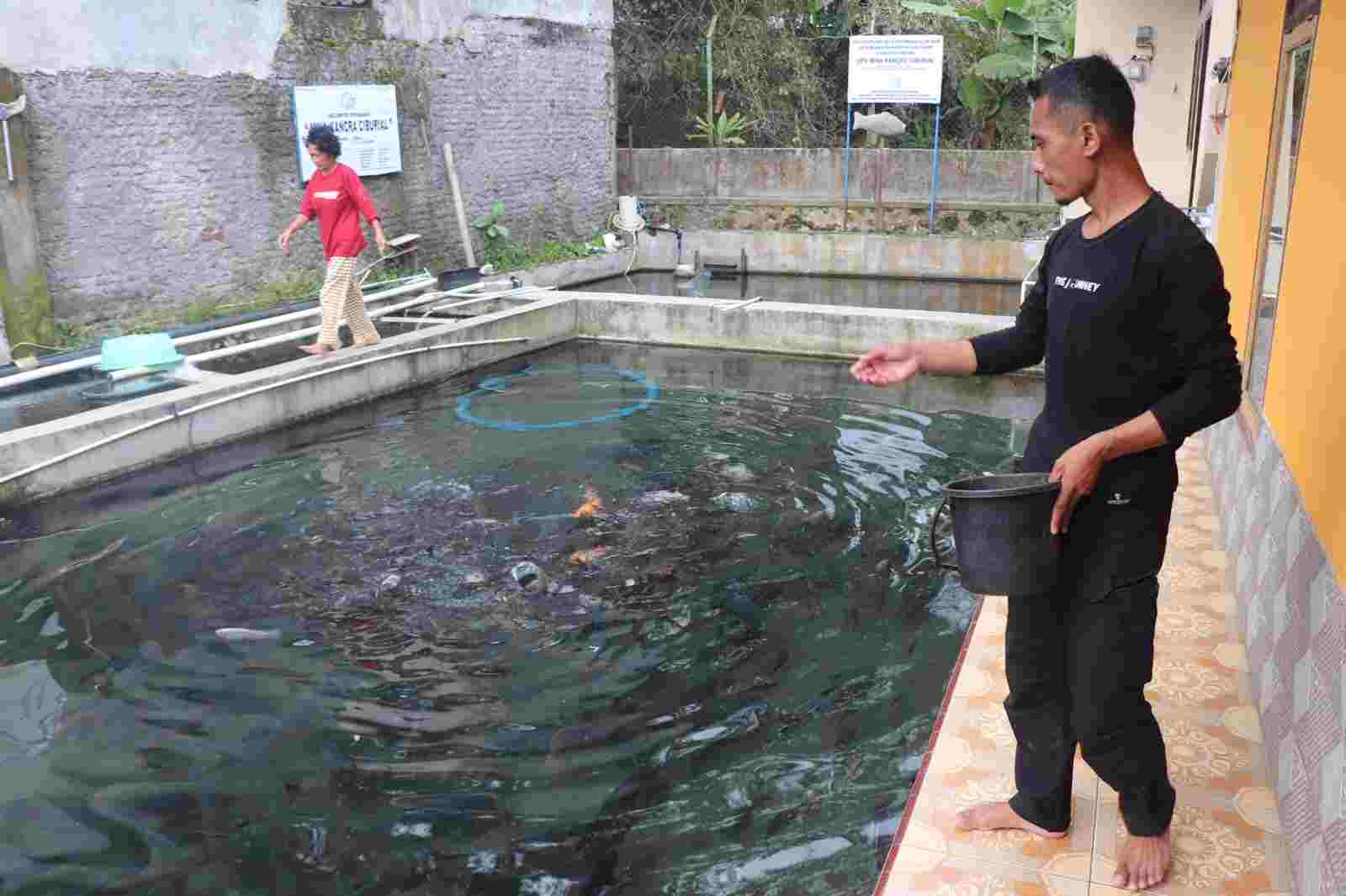 budidaya ikan dewa