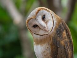 Mitos Spesies Burung, Dipercaya Bawa Keberkahan dan Petaka