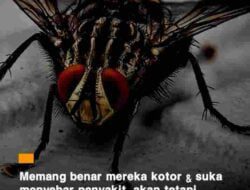 Jangan Sampai Punah, Ternyata Lalat Memegang Peranan Penting Bagi Kehidupan Bumi, Begini Penjelasannya