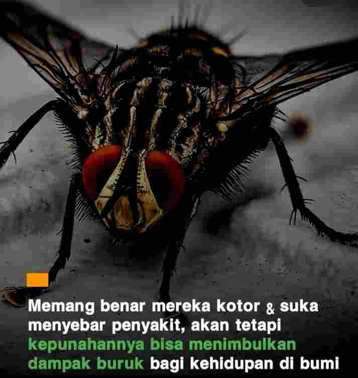 Lalat