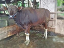 Waduh, Kentut Sapi Ternyata Bisa Merusak Bumi
