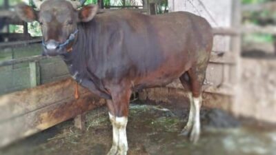Waduh, Kentut Sapi Ternyata Bisa Merusak Bumi