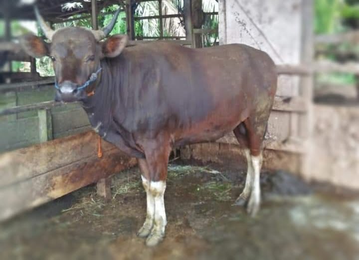 sapi