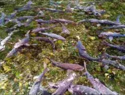 Kisah Ikan Dewa di Cibulan Kuningan, Konon Penjelmaan dari Prajurit Prabu Siliwangi