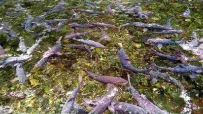 Kisah Ikan Dewa di Cibulan Kuningan, Konon Penjelmaan dari Prajurit Prabu Siliwangi