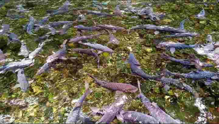 Ikan Dewa di Cibulan