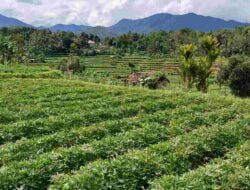 Rancakalong Sumedang Dikenal Sebagai Pemasok Ubi Cilembu Terbanyak