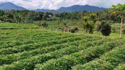 Rancakalong Sumedang Dikenal Sebagai Pemasok Ubi Cilembu Terbanyak