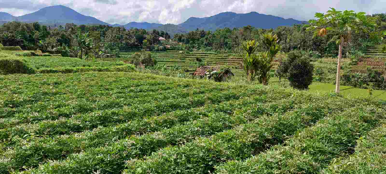 Ubi Cilembu Rancakalong
